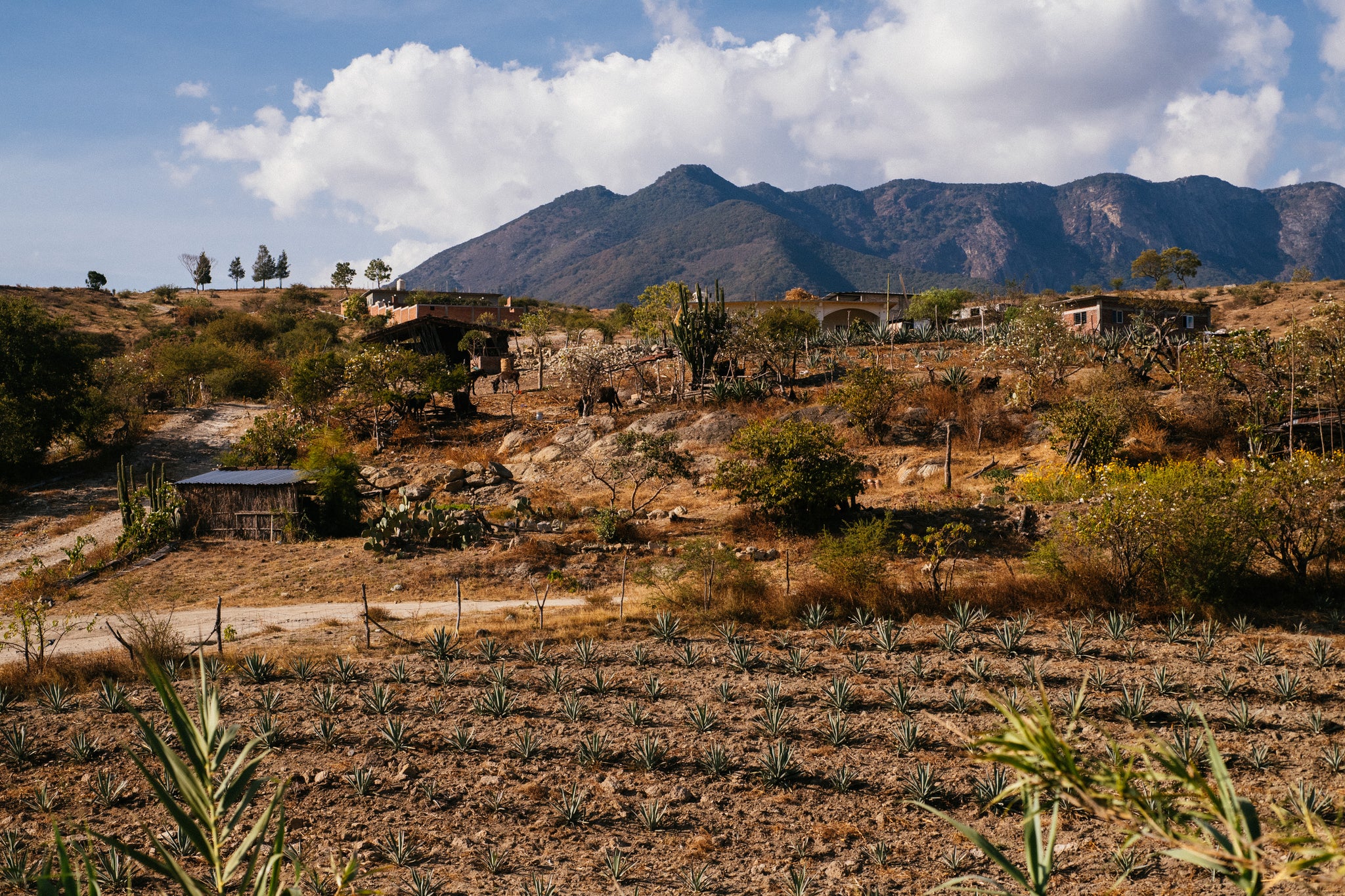 Travel Log: On the Road in Oaxaca with Karen Santos